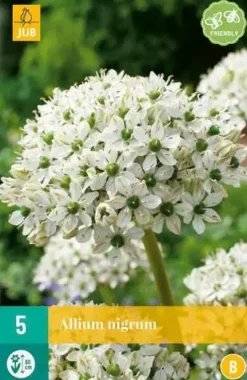 Allium nigrum 5st