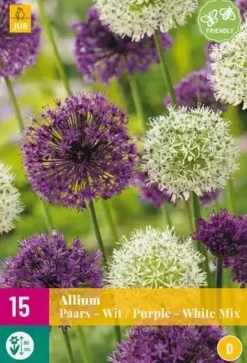Allium Paars/Wit 15 allium bollen