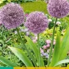 Allium Party Balloons 1 allium bol