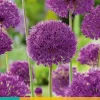 Allium Purple Sensation 5 allium bollen