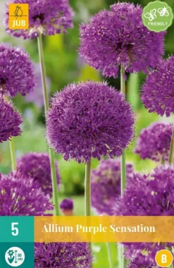 Allium Purple Sensation 5 allium bollen