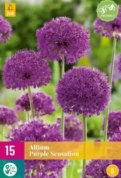 Allium Purple Sensation 15 allium bollen
