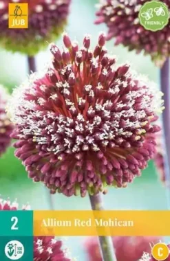 Allium Red Mohican 2 allium bollen