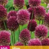 Allium sphaerocephalon 100 allium bollen