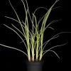 Allium tuberosum (knoflookbieslook) 15cm