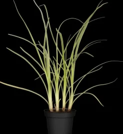 Allium tuberosum (knoflookbieslook) 15cm