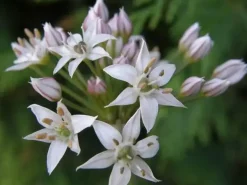 Allium tuberosum (knoflookbieslook) 15cm