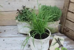 Allium tuberosum (knoflookbieslook) 15cm