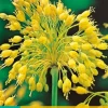 Allium yellow fantasy 7 bloembollen