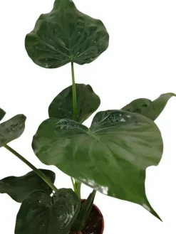 Alocasia cucullata (Olifantsoor) 90cm