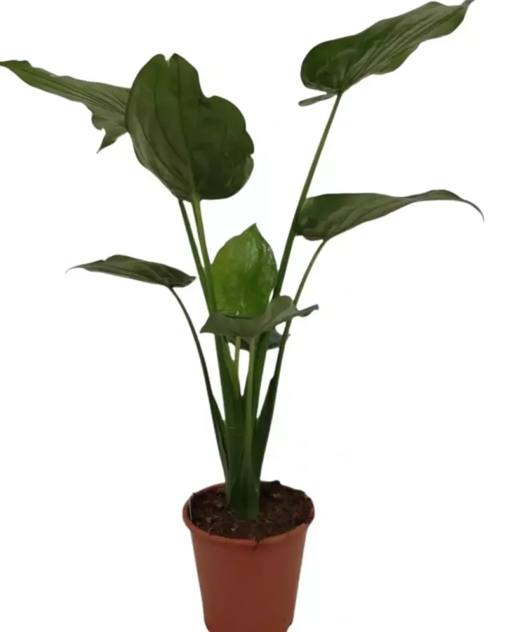 Alocasia cucullata (Olifantsoor) 90cm
