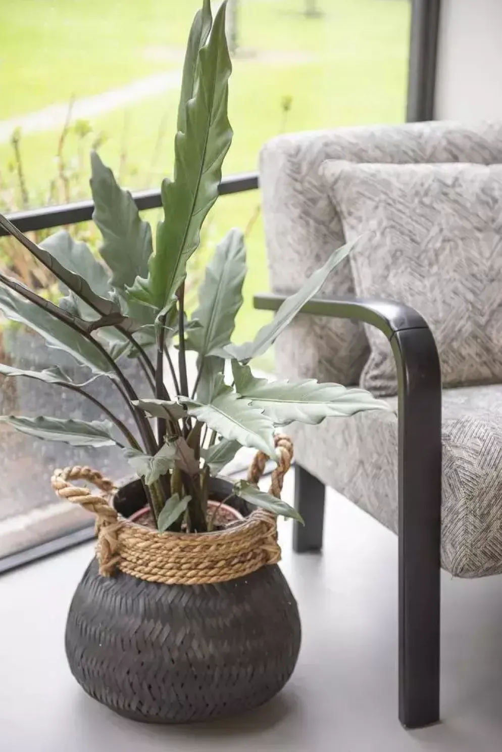 Alocasia lauterbachiana (Olifantsoor) 70cm