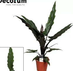 Alocasia lauterbachiana (Olifantsoor) 70cm