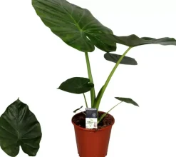 Alocasia macrorrhiza (Olifantsoor) 60cm
