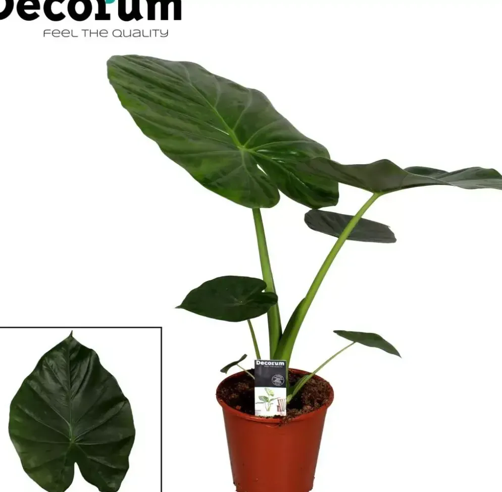 Alocasia macrorrhiza (Olifantsoor) 60cm