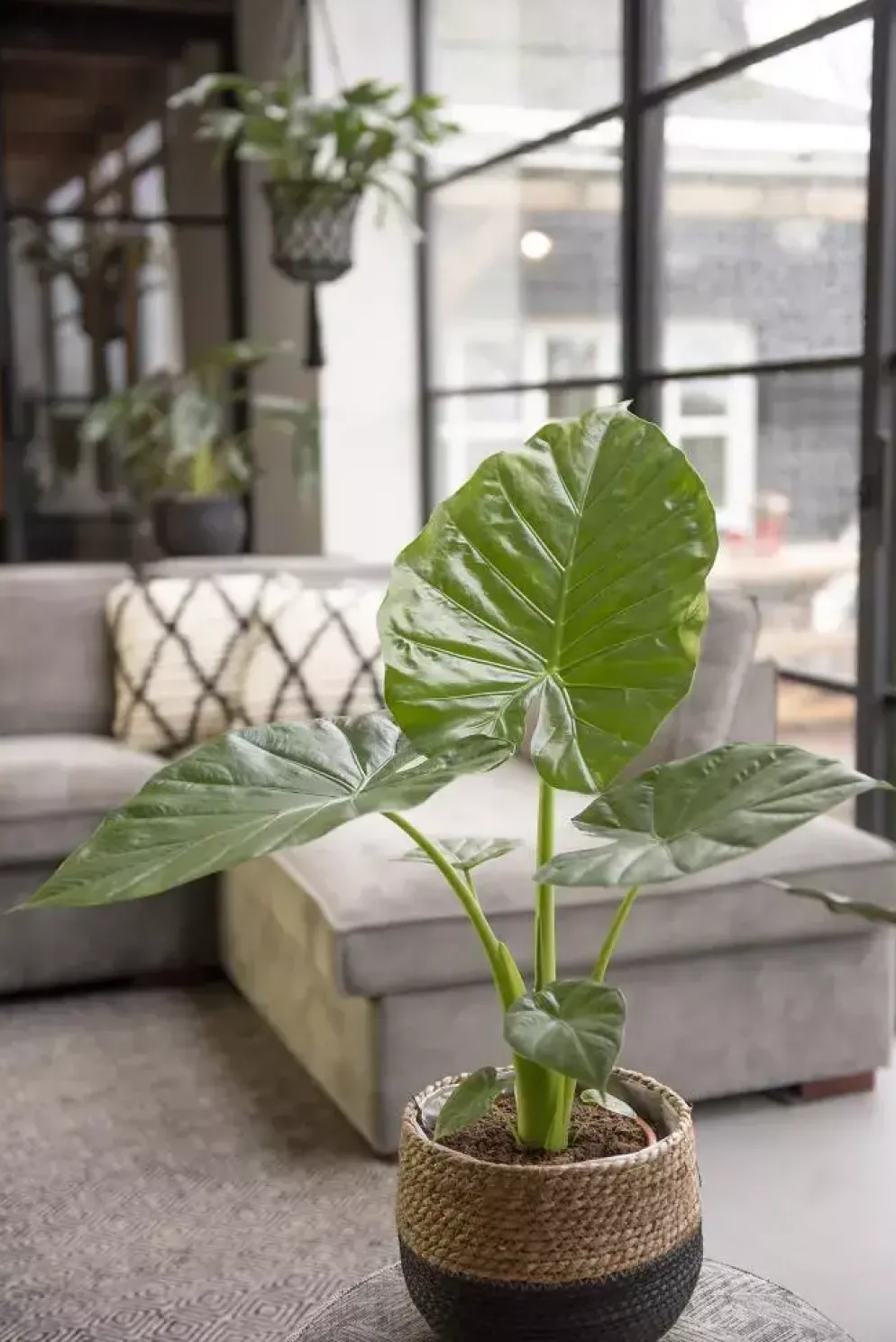 Alocasia macrorrhiza (Olifantsoor) 60cm