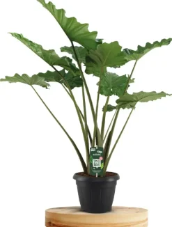 Alocasia portadora (Olifantsoor) 135cm