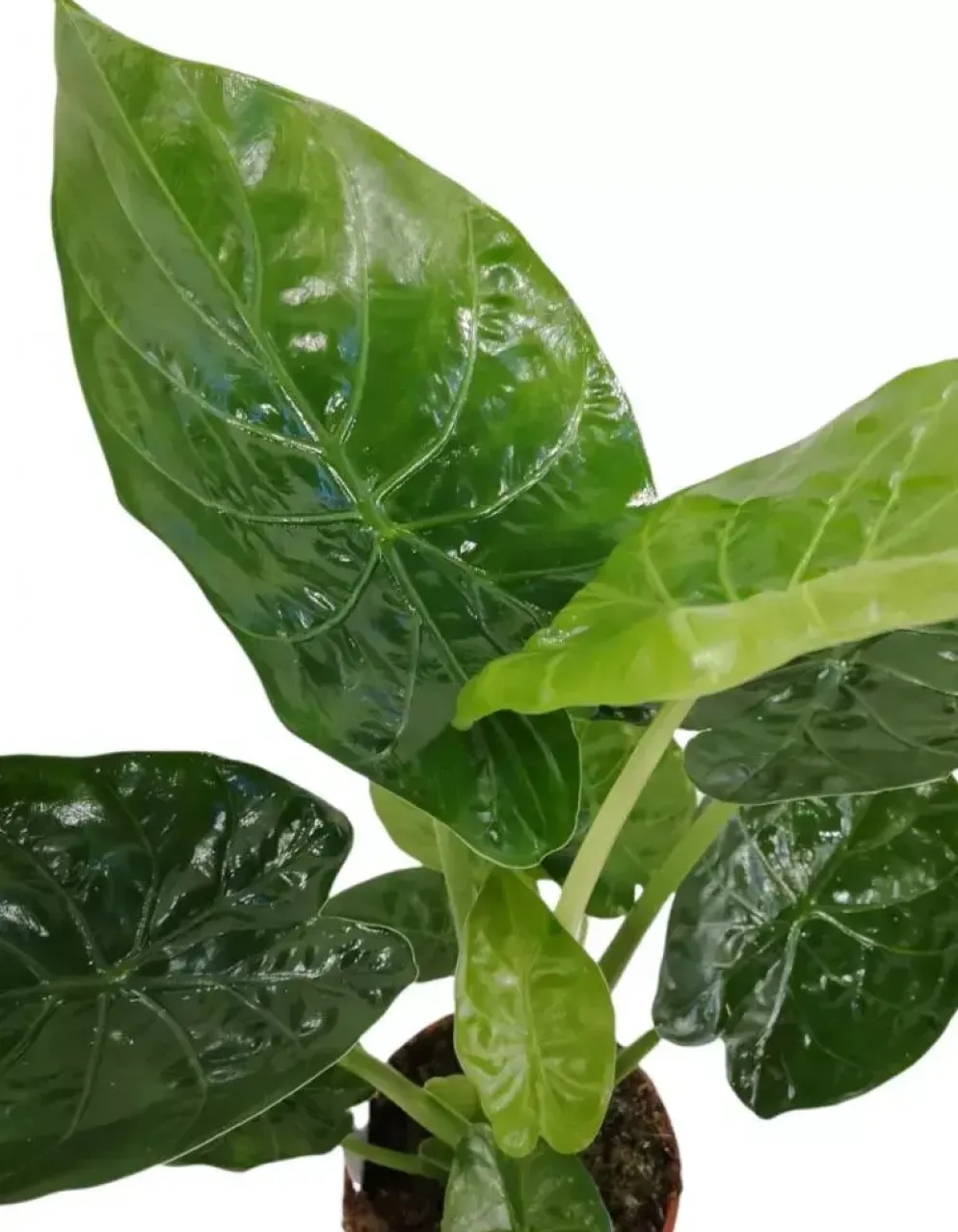 Alocasia wentii (Olifantsoor) 70cm