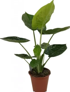 Alocasia wentii (Olifantsoor) 70cm