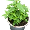 Aloysia citriodora (Citroenverbena) ø14 cm
