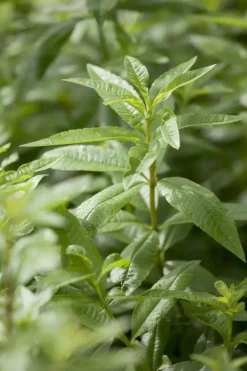 Aloysia citriodora (Citroenverbena) ø14 cm