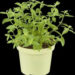 Aloysia citriodora (Citroenverbena) ø14 cm
