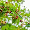 Amelanchier lamarckii (Amerikaans krentenboompje)