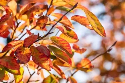 Amelanchier lamarckii (Amerikaans krentenboompje)