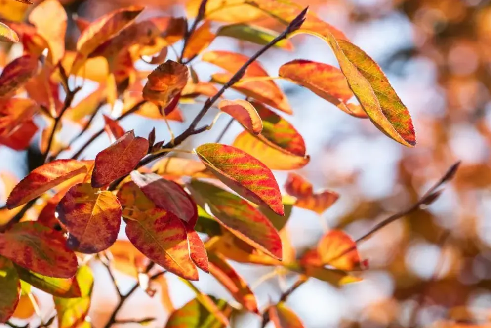 Amelanchier lamarckii (Amerikaans krentenboompje)