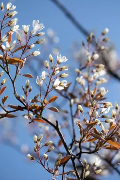 Amelanchier lamarckii (Amerikaans krentenboompje)