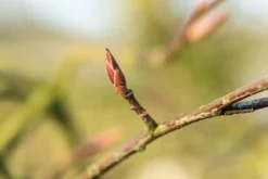Amelanchier lamarckii (Amerikaans krentenboompje)