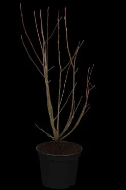 Amelanchier lamarckii (Amerikaans krentenboompje)