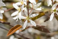 Amelanchier lamarckii (Amerikaans krentenboompje)