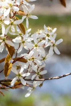 Amelanchier lamarckii (Amerikaans krentenboompje)