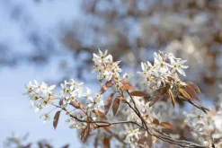 Amelanchier lamarckii (Amerikaans krentenboompje)