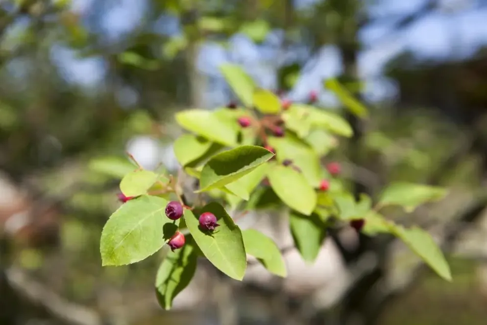 Amelanchier lamarckii (Amerikaans krentenboompje)