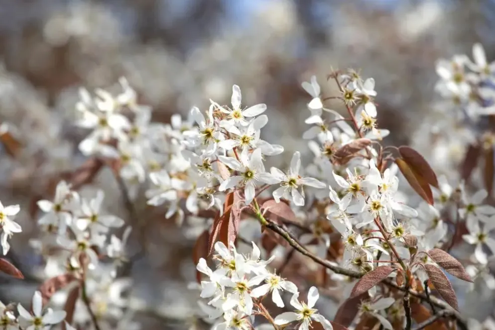 Amelanchier lamarckii (Amerikaans krentenboompje)
