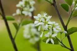 Amelanchier lamarckii (Amerikaans krentenboompje)
