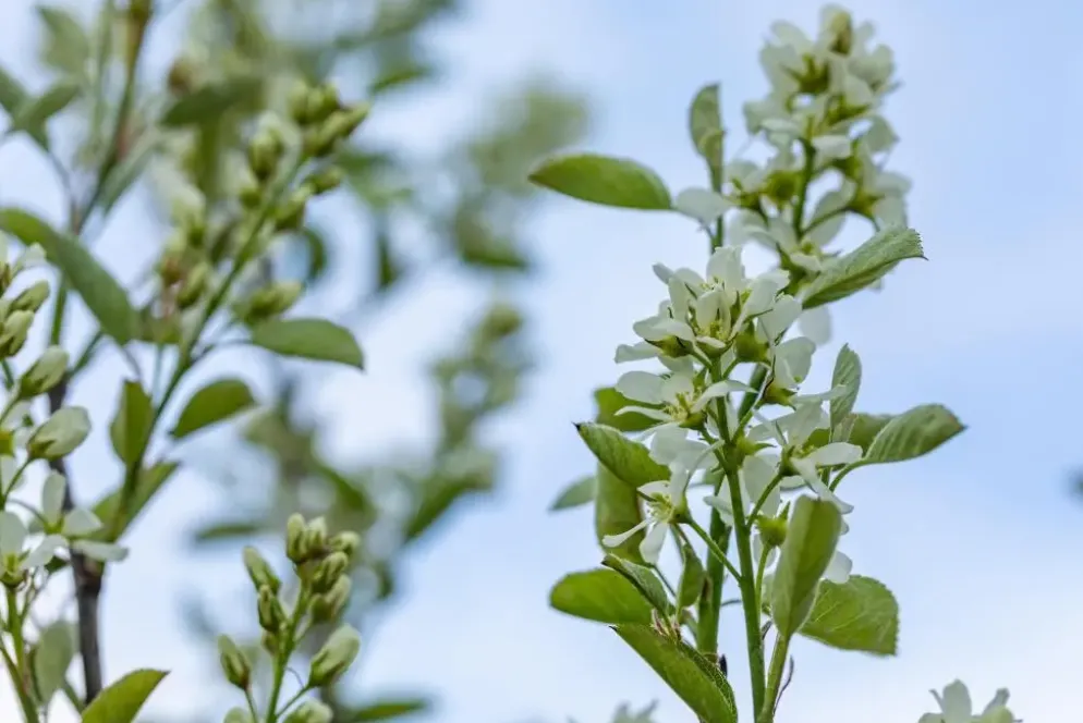 Amelanchier lamarckii (Amerikaans krentenboompje)
