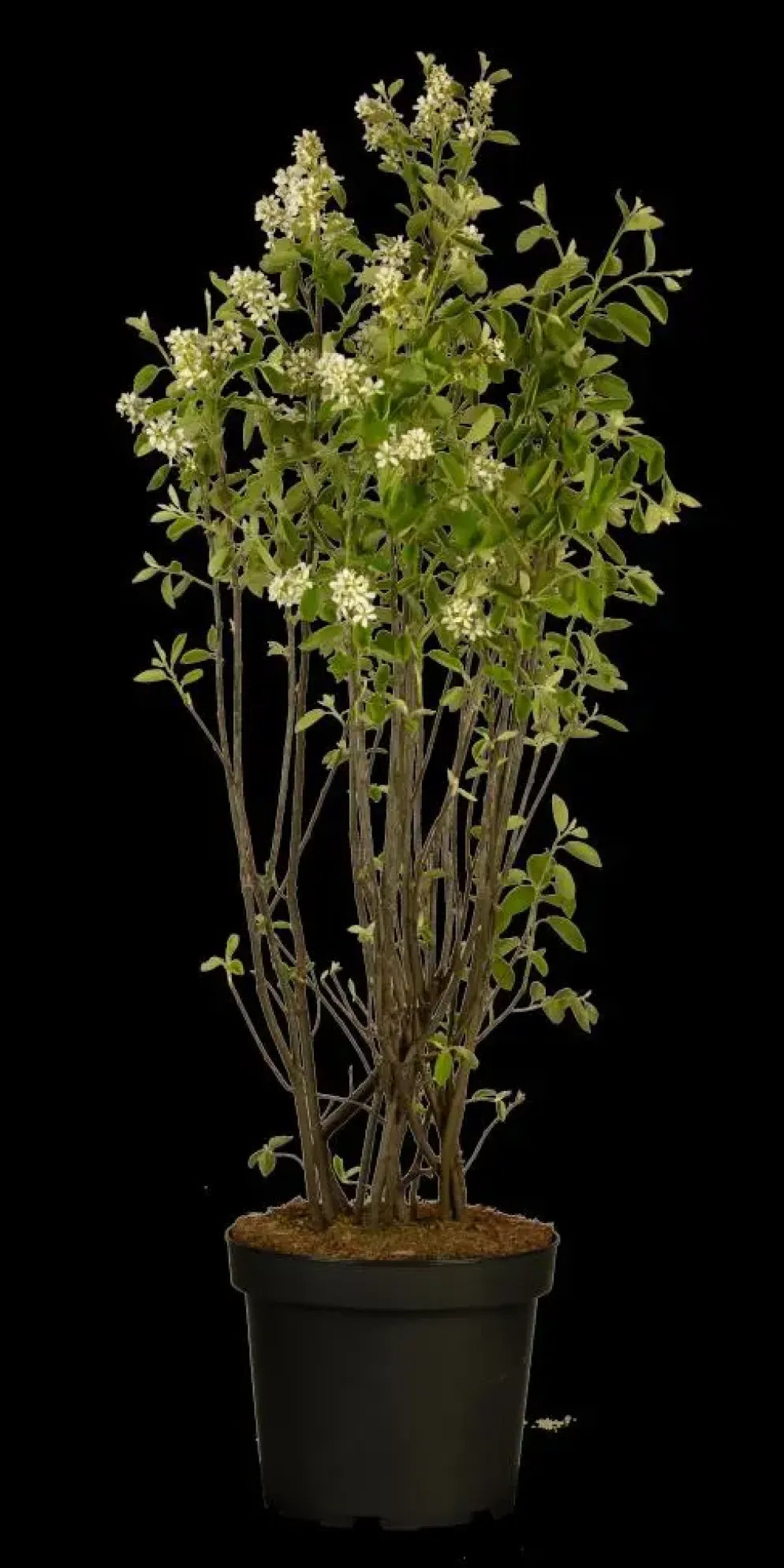Amelanchier lamarckii (Amerikaans krentenboompje)