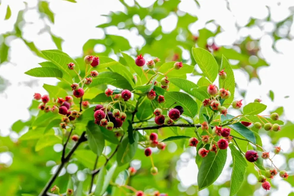 Amelanchier lamarckii (Amerikaans krentenboompje)