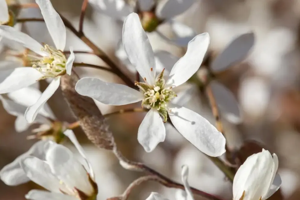 Amelanchier lamarckii (Amerikaans krentenboompje)
