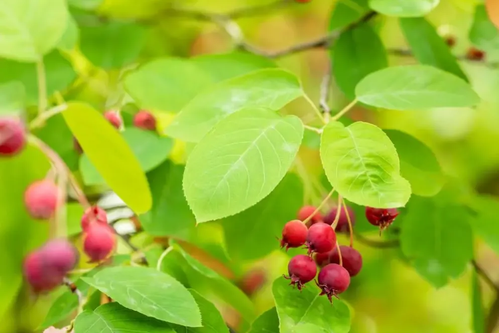 Amelanchier lamarckii (Amerikaans krentenboompje)