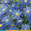 Anemone bl. Blue Shades 15 bloembollen