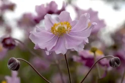 Anemone hupehensis 'September Charm' (Anemoon)