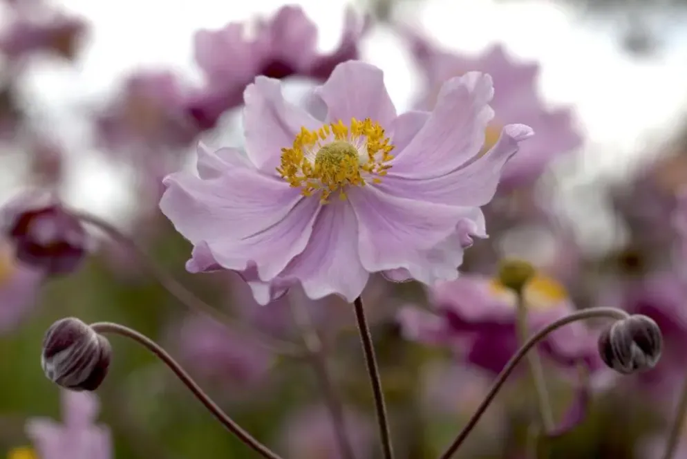 Anemone hupehensis 'September Charm' (Anemoon)