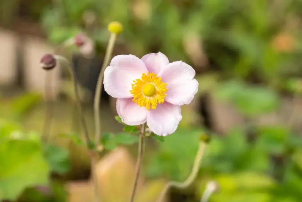 Anemone hupehensis 'September Charm' (Anemoon)