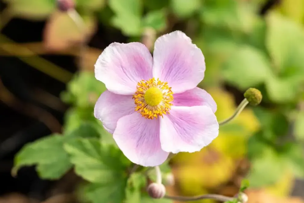 Anemone hupehensis 'September Charm' (Anemoon)