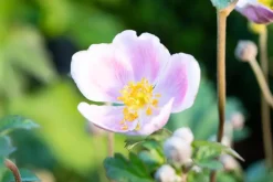 Anemone hupehensis 'September Charm' (Anemoon)
