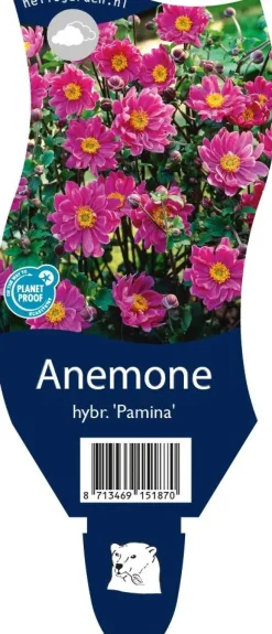 Anemone hybrida 'Pamina' (Japanse anemoon)